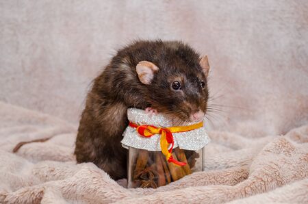Cute funny black rat standing near a gift jar on a soft fluffy light fabric, a symbol of the new year 2020, with copyspaceの写真素材
