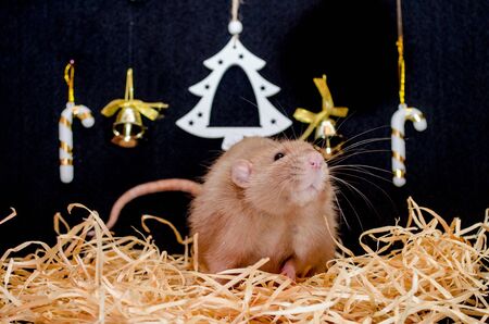 Cute funny dumbo rat sitting on the hay with a New Year black background with a Christmas tree and sweets, a symbol of the new year 2020の写真素材