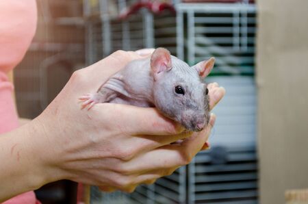 Black self fuzz standard rat, bald gray rat without fur sitting on woman hands, near cage, symbol of new year 2020の写真素材