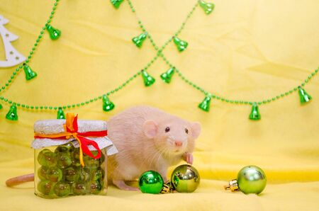 White rat dumbo with cute ears sits near a New Year gift jar with a ribbon on a yellow background with a Christmas tree, balls and bells, symbol of 2020, with copyspaceの写真素材