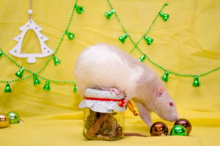White rat with cute ears and red eyes sits on a New Year gift jar with a ribbon on a yellow background with a Christmas tree and bells, sniffing balls, symbol of 2020の写真素材