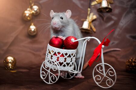 Blue gray cute rat sits on a bicycle with red balls and ribbon, in New Year decorations with bells, on a brown background with a copyspace for a postcardの写真素材