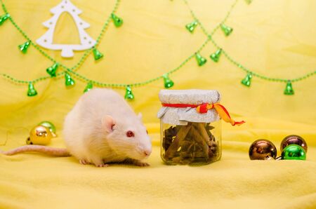 White rat with cute ears and red eyes sits near a New Year gift jar with a ribbon on a yellow background with a Christmas tree, balls and bells, symbol of 2020, with copyspaceの写真素材