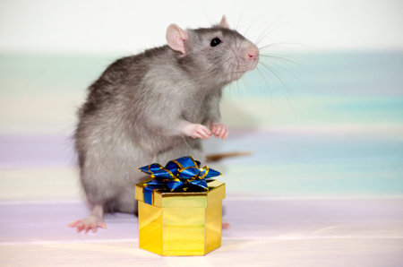 Gray cute funny festive rat on a rainbow background with a golden gift box with a bow, concept for a holiday card with a copyspace