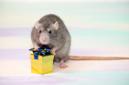 Gray cute funny festive rat on a rainbow background holds a golden gift box with a bow, concept for...