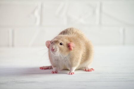 Light brown little rat sits on a white floor with a brick wall, symbol of new year 2020, with copyspaceの写真素材