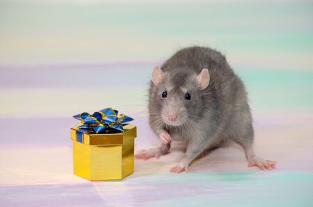 Gray cute funny festive rat on a rainbow background with a golden gift box with a bow, concept for a holiday card with a copyspaceの写真素材