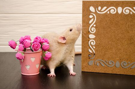 White rat sits near a beautiful openwork wooden stand, sniffing it, with a bucket of pink rose flowers, on black and white wooden background. Picture for a greeting card.の写真素材