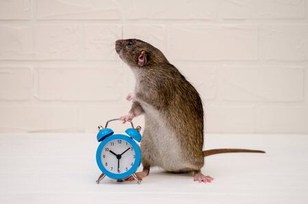 Gray rat or mouse sitting with a blue retro alarm clock on a white background with a brick wall. The concept of time, morning, deadline, new year with copyspaceの写真素材
