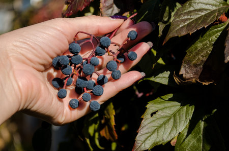 Female hand holding a bunch of ripe blue girlish grape on a background of leavesの写真素材