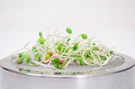 Young microgreen sprouts on a metal cover with a sieve, on a white clean background closeupの写真素材