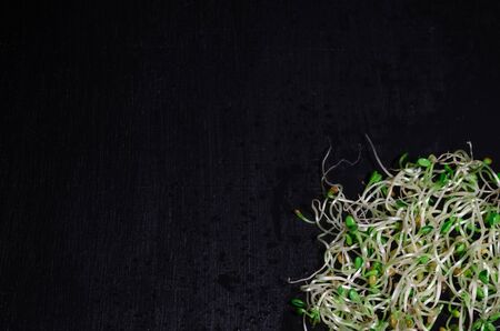 Young microgreen sprouts of fresh, radish, lucerne, fenugreek on black background, macro top view, with copyspaceの写真素材