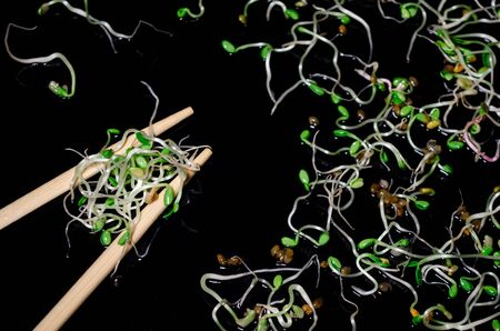 Round bunch of young fresh radish, lucerne, fenugreek microgreen sprouts on a black background, with a chopsticksの写真素材