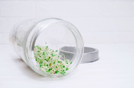 Glass jar with a metal lid and sieve, for microgreen, young sprouts of radish, lucerne, fenugreek plants on white backgroundの写真素材