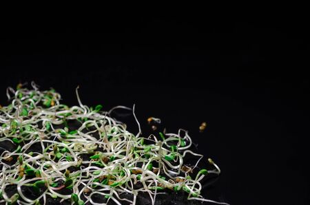 Young microgreens sprouts of fresh, radish, lucerne, fenugreek on black background, macro with copyspaceの写真素材