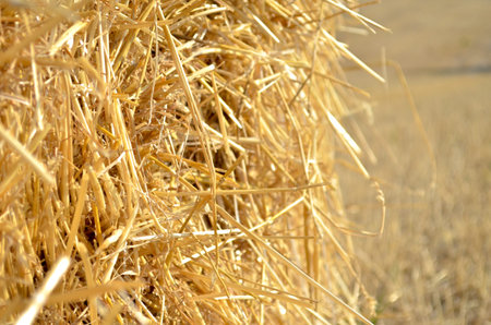 Stack of a dry yellow hay rolled up closeup