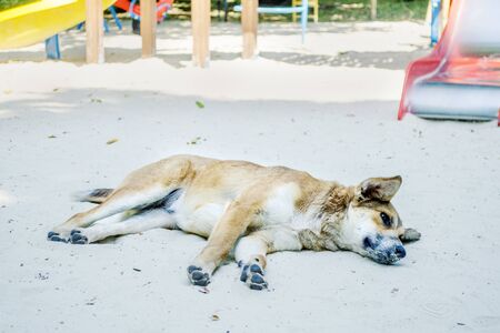 Cute redhaired dog lies on the sand in the playground and it is hot, against the background of children slides and swingsの写真素材