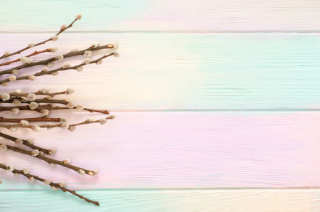Flowering willow branches with fluffy buds on a rainbow background. Spring card template with...