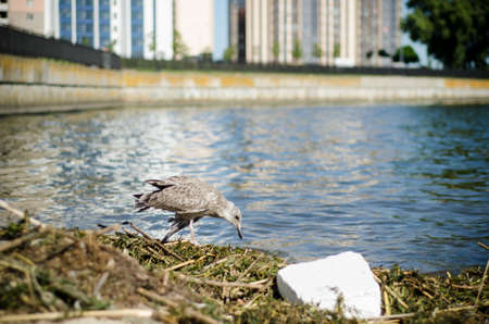 Sick skinny cormorant with a weak wing walks along the banks of the river and grass and garbage. Embankment of the city against the background of high-rise buildingsの写真素材