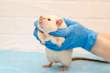 White rat dumbo siam at a veterinarian doctor appointment with hands in blue gloves, examination of rat with handsの写真素材