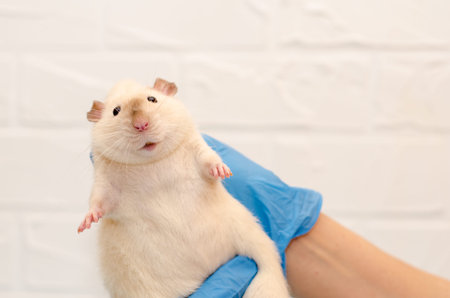 White rat dumbo siam at a veterinarian doctor appointment with hands in blue gloves, examination of...
