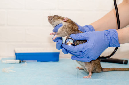 Gray rat at the veterinarian doctor's appointment with hands in blue gloves. Examination of the rat,...