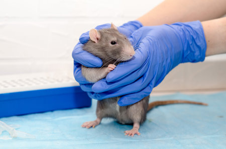 Gray rat at veterinarian doctor appointment with hands in blue gloves, examination of a rat health