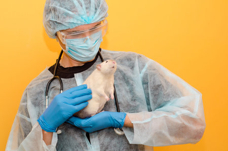 Male doctor, veterinarian, stands with a white rat dumbo siam in a protective suit, mask, glasses,...