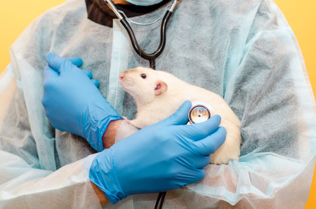 Male doctor, veterinarian, stands with a white rat dumbo siam in a protective suit, mask, glasses,...