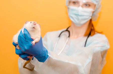 Female doctor veterinarian holding a white rat dumbo siam in her hands, in a protective suit, mask, glasses, blue gloves and with a stethoscope on a yellow background, with a copyspaceの写真素材