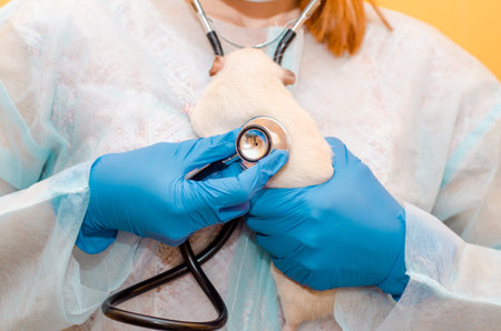 Female doctor veterinarian with a white rat dumbo siam, in a protective suit, mask, glasses, blue...