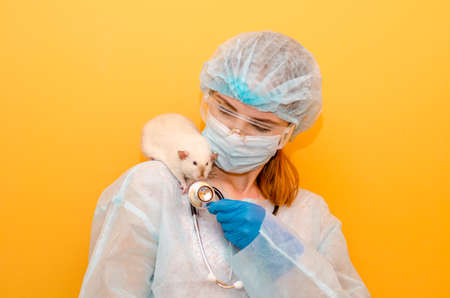 Female doctor veterinarian, stands with a white rat dumbo siam on her shoulder, in a protective suit, mask, glasses, blue gloves and with a stethoscope on a yellow background, with a copyspaceの写真素材