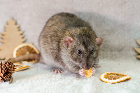 Gray rat in christmas trees, orange slices and cones on a gray background, healthy food and nutrition conceptの写真素材