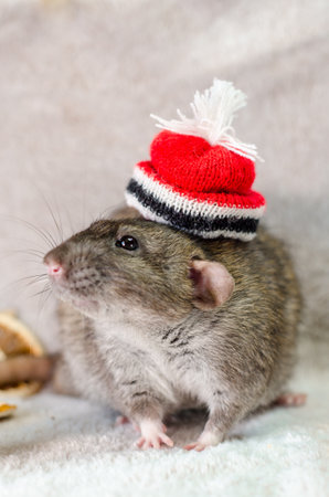 Gray rat in christmas red hat wihh trees, orange slices and cones on a white background, healthy food and nutrition conceptの写真素材