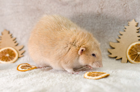 Ginger rat in christmas trees, orange slices and cones on a gray background, healthy food and nutrition conceptの写真素材