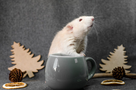 Gray rat in christmas trees, gray cup, orange slices and cones on a gray background, healthy food and nutrition conceptの写真素材