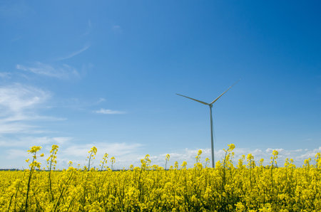 Wind turbine in a yellow rapeseed field against a background of blue sky and beautiful white clouds,...