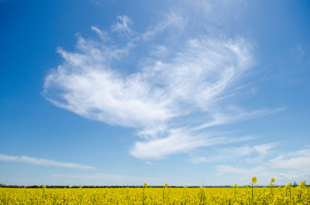 Beautiful yellow rapeseed field in spring in Ukraine against the background of blue sky and...
