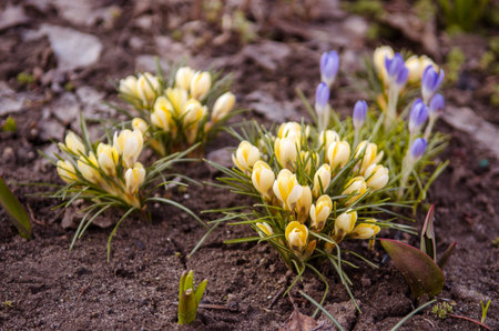 First spring flowers, yellow and purple crocuses in a meadow in the garden in the light of the...