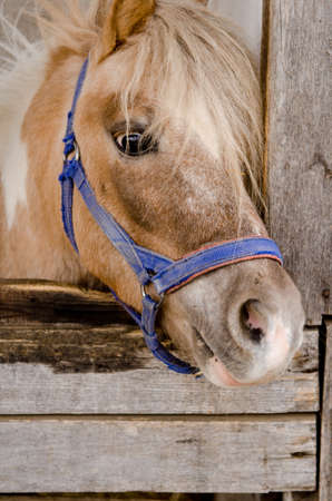 Muzzle of a brown pony with white bangs with a blue bridle peeks out of a wooden stableの写真素材