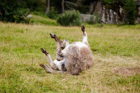 Young gray donkey rolls and twirls on the green meadow of the Italian Alps, hooves upの写真素材