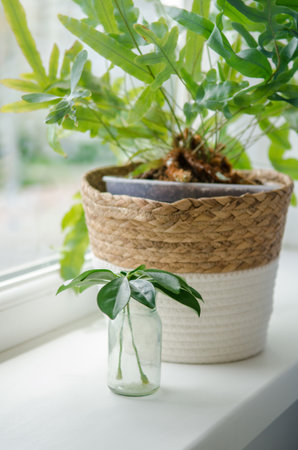Leaves of a freshly cut house plant Schefflera and phlebodium stand in a transparent jar on a white background on the windowsillの写真素材