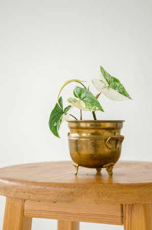 Syngonium imperial white houseplant in a copper metal pot standing on a wooden stool on a white backgroundの写真素材