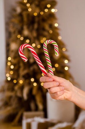 Two Christmas candy canes in a woman hand. New Year picture for a card or greeting. Christmas tree made of pampas grass, white boxes with gifts and lights of the garlandの写真素材