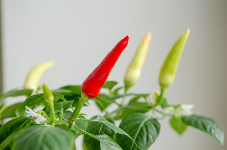 Indoor plant red pepper in the form of a bush, it blooms and together there are red and green fruits, on a white background of the windowsillの写真素材