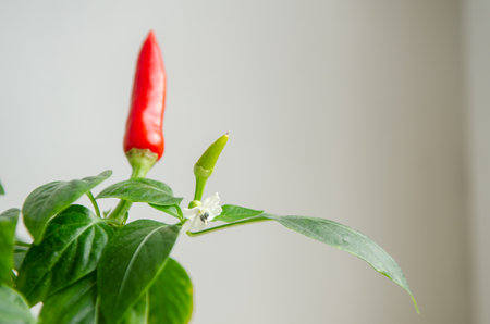 Indoor plant red pepper in the form of a bush, it blooms and together there are red and green fruits, on a white background of the windowsillの写真素材
