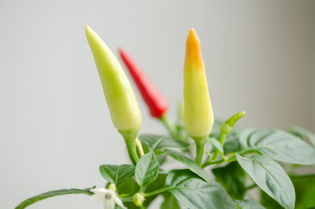 Indoor plant red pepper in the form of a bush, it blooms and together there are red and green fruits, on a white background of the windowsillの写真素材