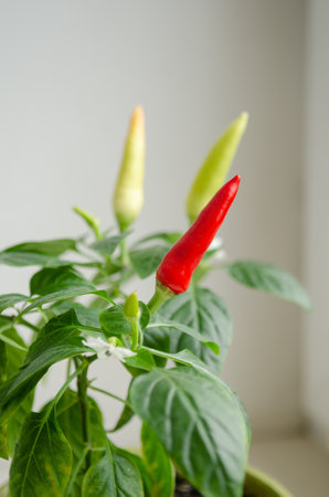 Indoor plant red pepper in the form of a bush, it blooms and together there are red and green fruits, on a white background of the windowsillの写真素材