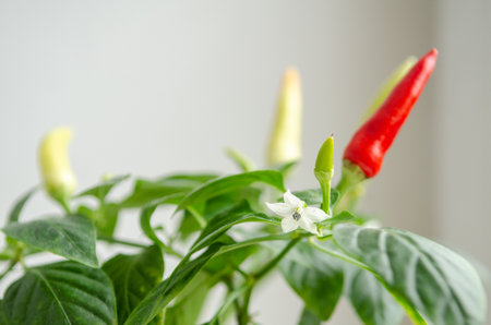 Indoor plant red pepper in the form of a bush, it blooms and together there are red and green fruits, on a white background of the windowsillの写真素材