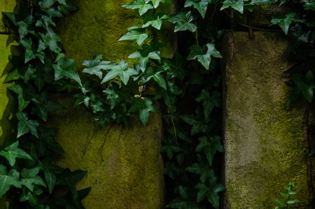 Tropical green ivy plants in a humid environment, a greenhouse with leaves, the world of the tropicsの写真素材